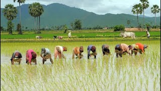 ajitbehera62's tweet photo. @IPR_Odisha @OdishaSpv @CMO_Odisha @krushibibhag @Coop_Odisha Prime Minister crop insurance has not applied to many farmers due to expiring due to paddy sewing. A longer application period would benefit farmers in Odisha. https://t.co/RKp96kOqmo