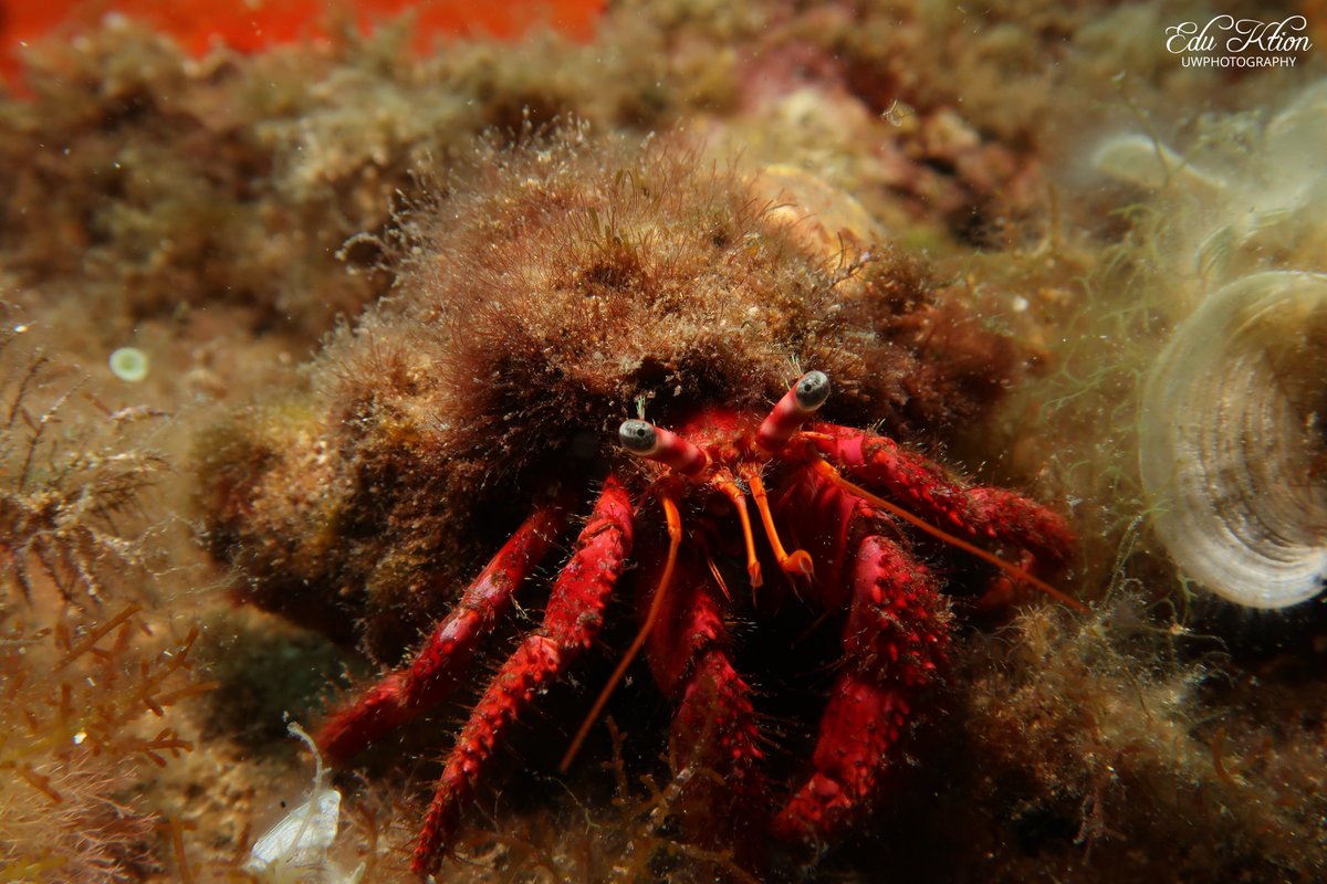 KtionEdu's tweet photo. Learning to shoot with Canon G7X II
#explore #padi #scuba #scubadiving #snorkeling #ocean #sea #mediterrano #sealife #lifestyle #nature #discovery #nationalgeographic #amazing #fun #photography #underwater #uwphotography #fecdas https://t.co/FJ5nyJJzNR