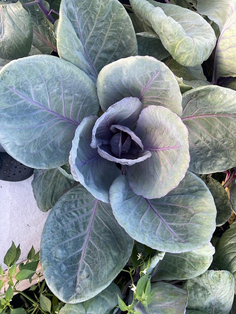 SoilIreland's tweet photo. At least the rain is helping some crops. Was sent this.
👇
‘Sobac and the rain is working’
Giant Cucumber 🥒
Full leaf Red Cabbage 🥬
Green Spinach 🍃
#sobac #bacteriosol #soilhealth #soil #veg https://t.co/JtjmCYp9vR