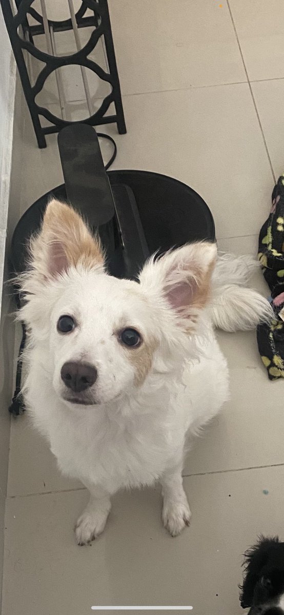 SOS!!!!!!!! Mi perrito Dante esta desaparecido, se perdió en el residencial Juan Lopez, Santo Domingo Este, plis compartan 😭 y si alguien lo tomo que por favor nos lo devuelvan 😭