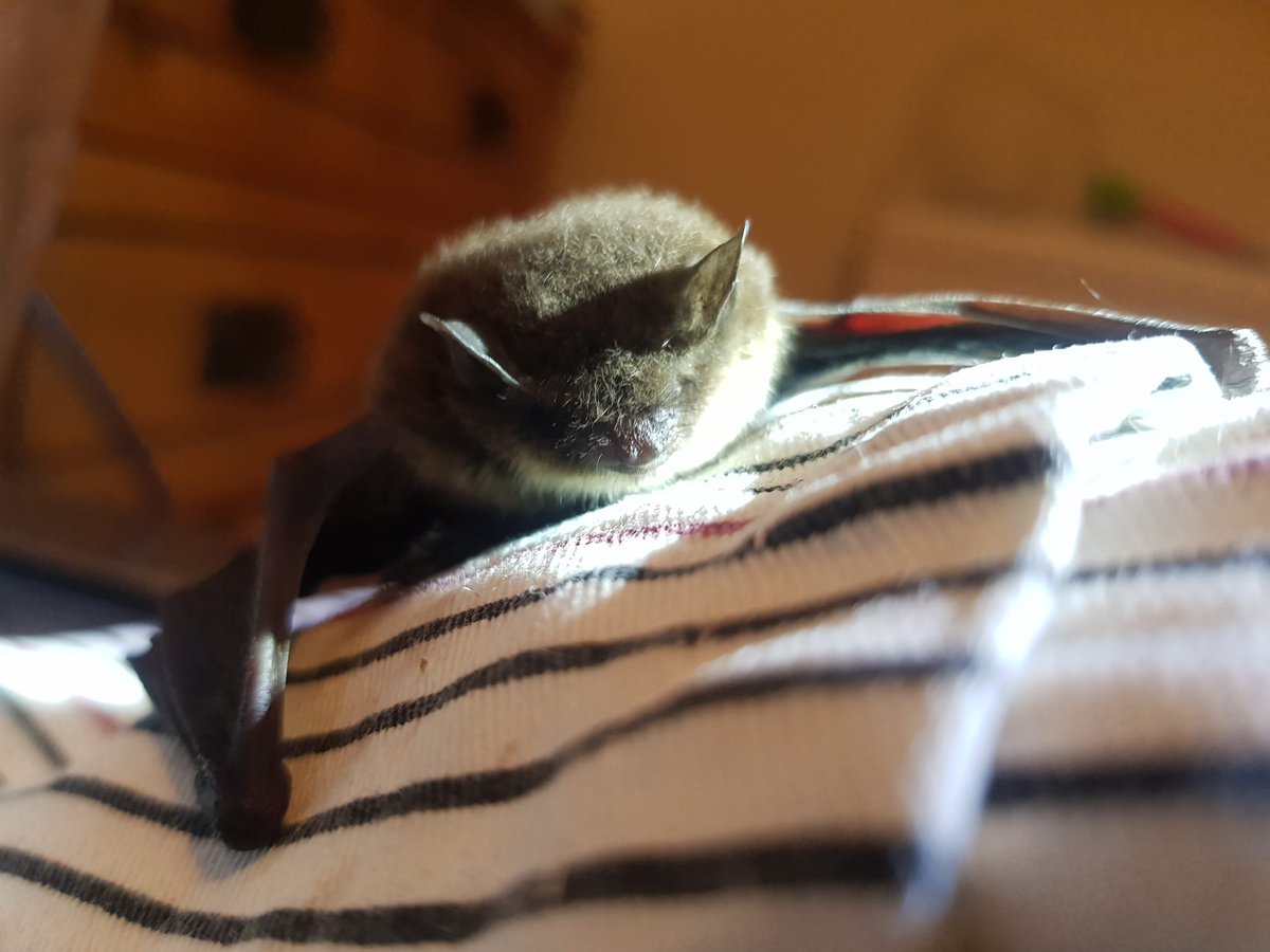 One of our carers picked up this gorgeous myotis who was injured after a storm. Look at her little face 😍 

#bats #bat #myotis #uk #ukwildlife #wildlife #ukbat #Hampshire #Hampshirebatgroup #Conservation