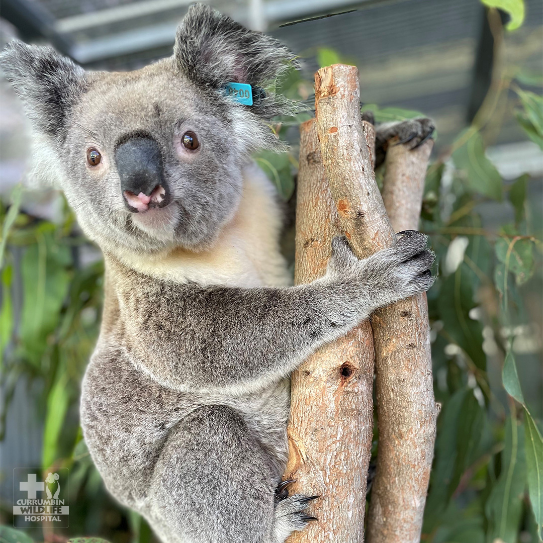 Currumbin Wildlife Hospital tweet media