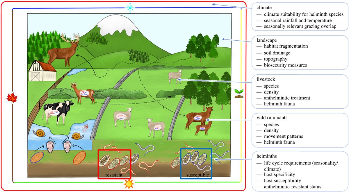 RSocPublishing's tweet image. Understanding the role of wild ruminants in anthelmintic resistance in livestock, in #BiologyLetters review - ow.ly/9cC050J2NTQ | #trematodes #nematodes #parasite