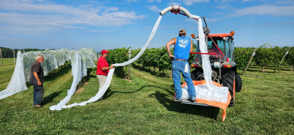Kudos to our @CFAES_OSU #Wooster #Agricultural #Operations team hard at work putting up netting to protect grape #research #grapes #wine @ohiowine
