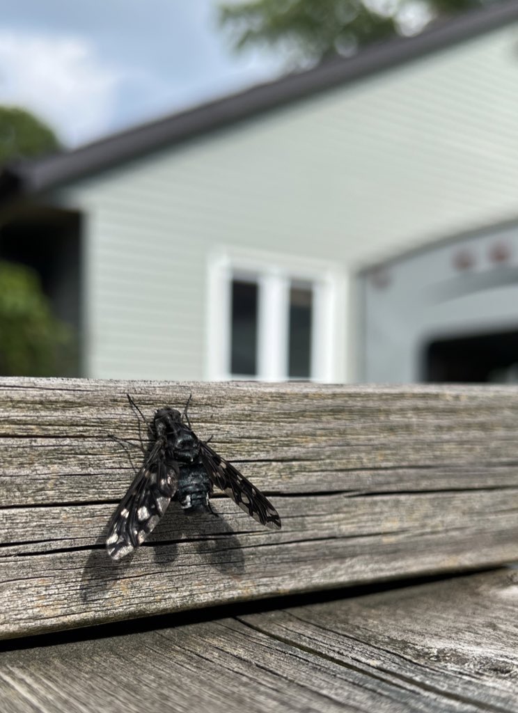 It’s that time of year for the lovely Tiger Bee Fly (Diptera:Bombyliidae). They are parasites of carpenter bees.