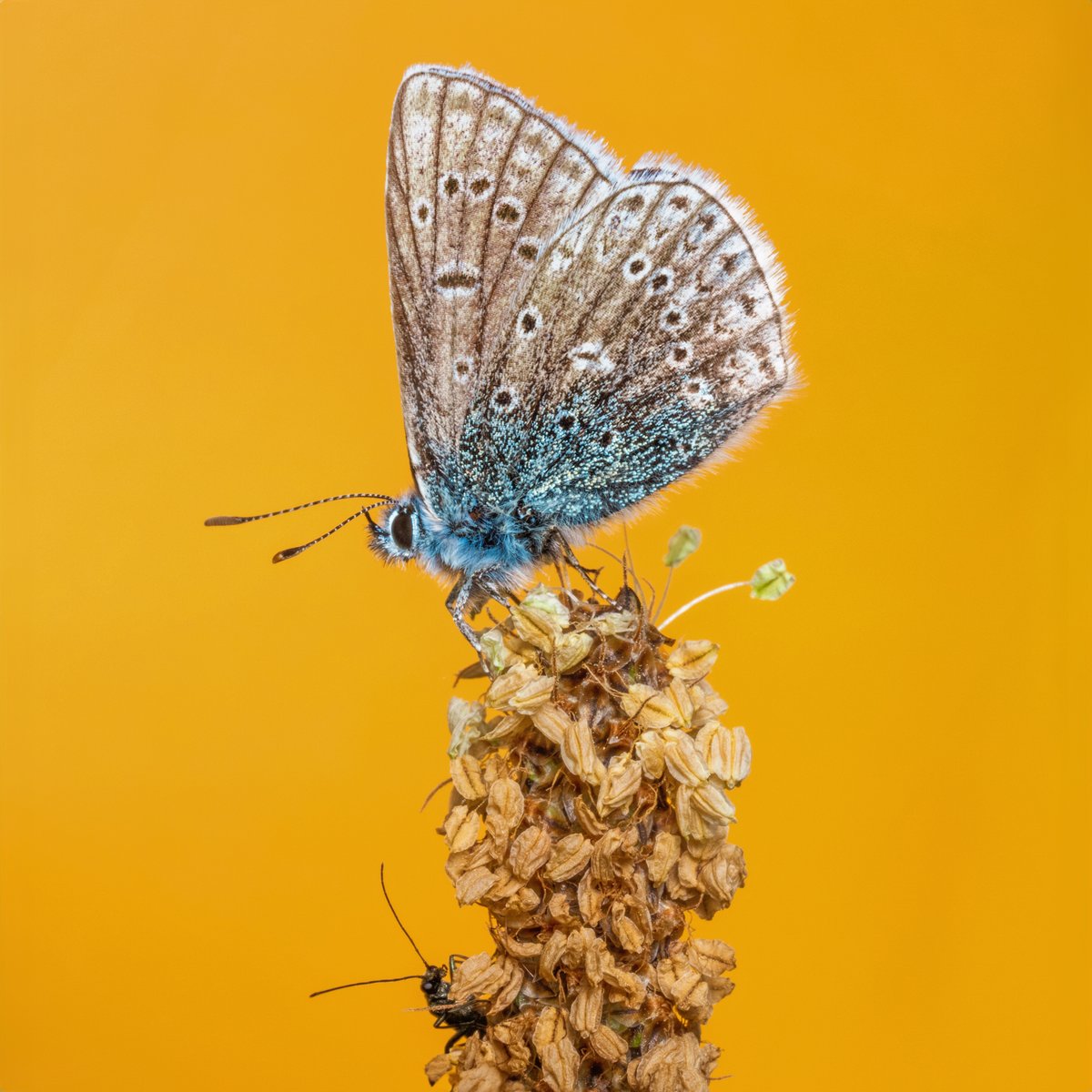 Icarusblauwtje inclusief fotobommetje