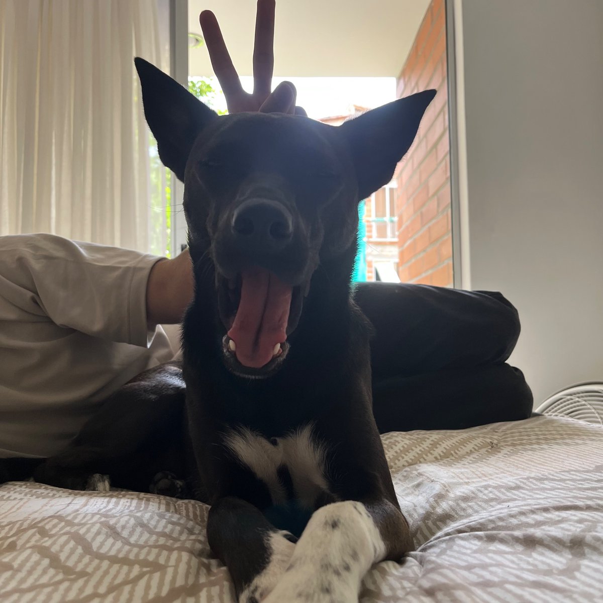 Estefierrito tweet media