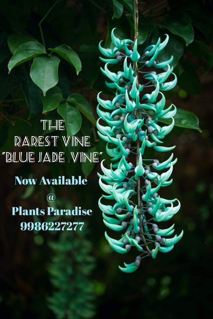 plants_paradise's tweet image. #Bluejade vines : Get your favorite vine from Plants Paradise India 

Whatsapp us
wa.me/+919986227277