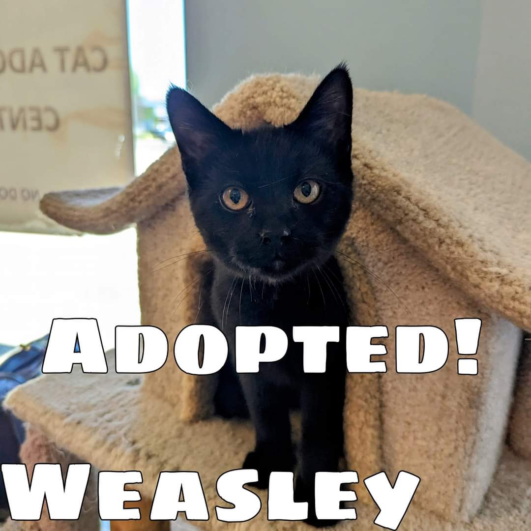 PartnersForPetsCats tweet media