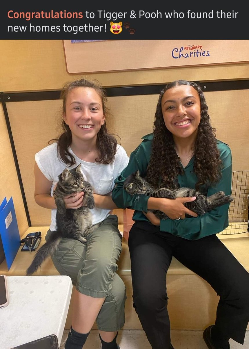 PartnersForPetsCats tweet media