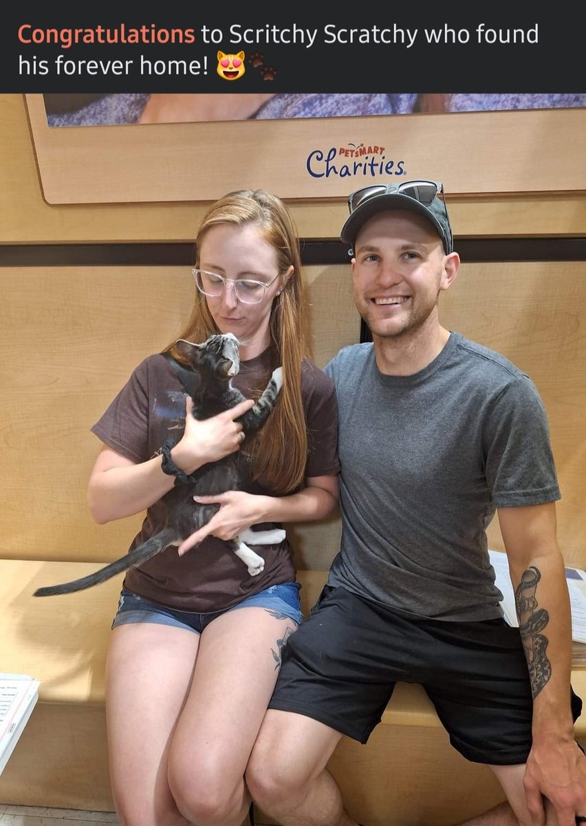 PartnersForPetsCats tweet media