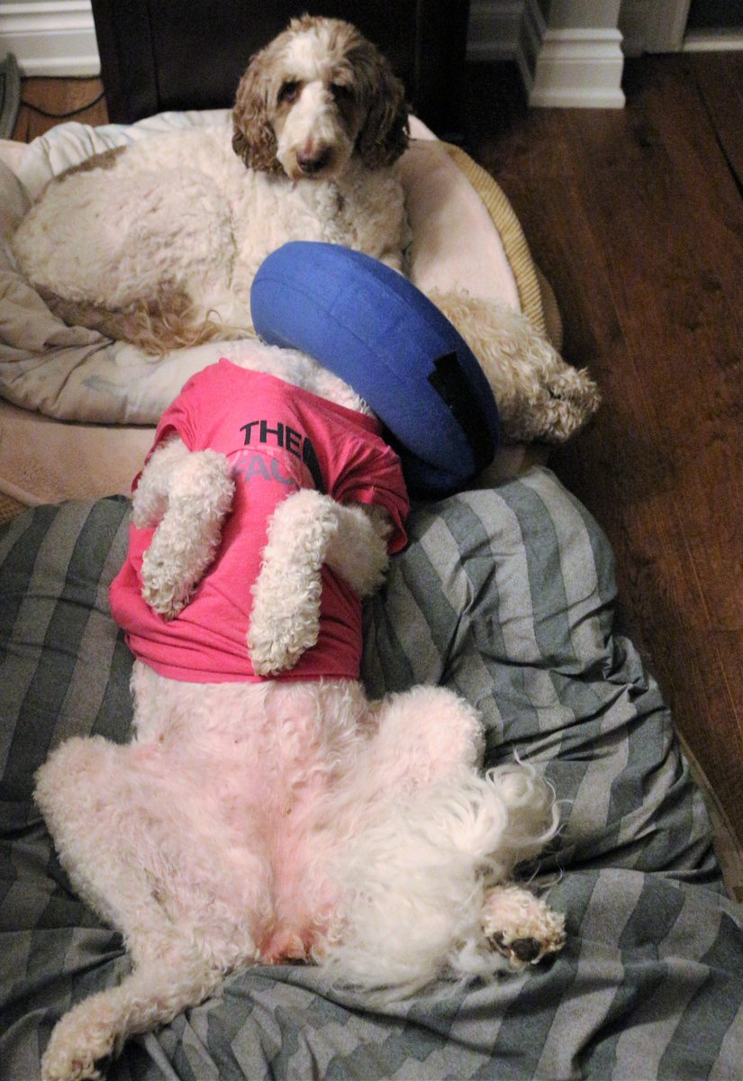 I think she's on the mend 😁🥳
#DogsOfTwitter