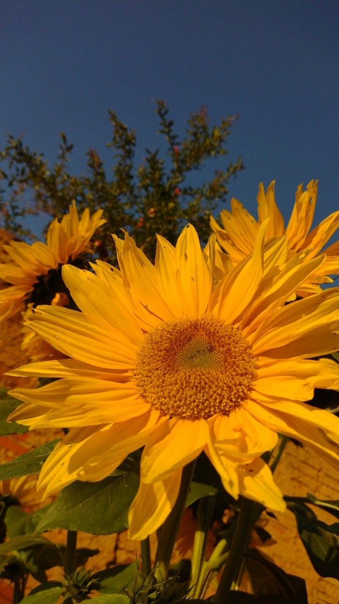 sunflowerchives's tweet photo. sunshine flower https://t.co/4JNz36Ph9K