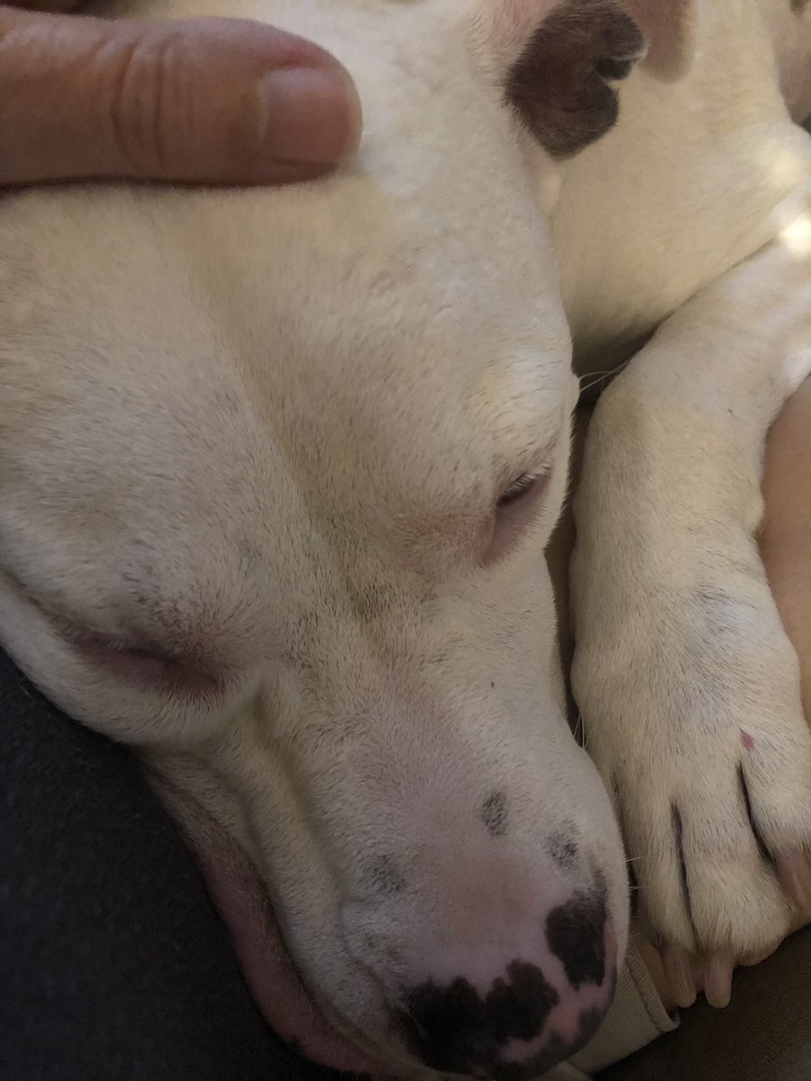 Dieselsgrandma's tweet photo. Bella boo snuggling tonight. Love this girl ๐พ๐ถโค๏ธ#dogsoftwitter #seniordogs #IrefusetocallitX https://t.co/xzKUNbsNXx