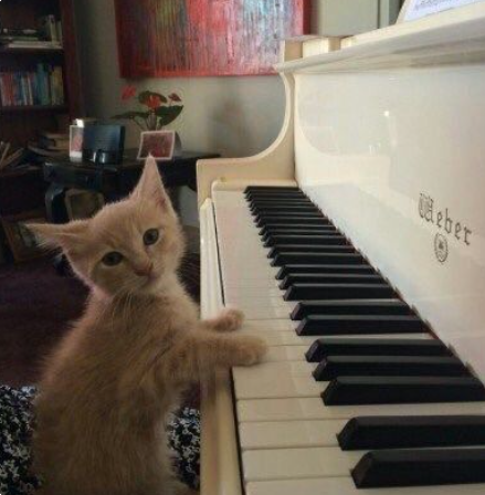 DontShowYourCat's tweet photo. find your seat, he's starting soon https://t.co/Z2E2o6b4nY