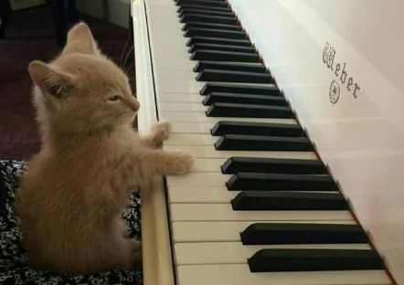 Meowthoven's :3'rd Symphony