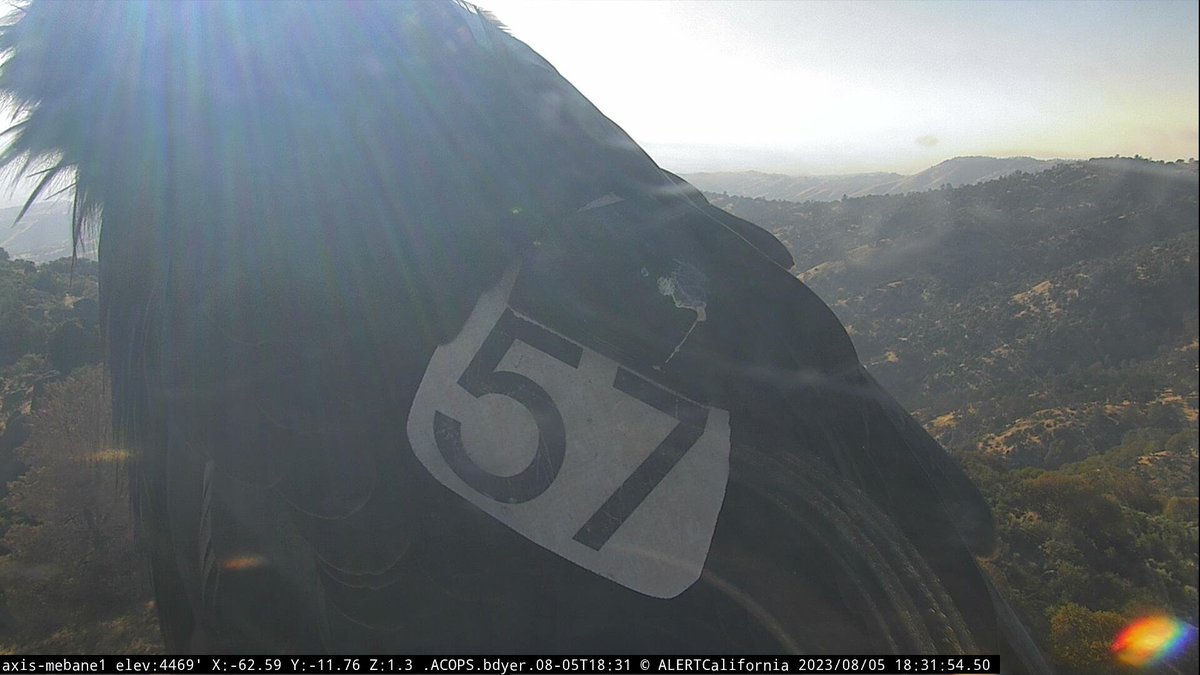 engineco16's tweet photo. Well #CaliforniaCondor #57 has made its way to the #Mebane #Firecam tonight. #Firecamcondors #condor https://t.co/0pYV40RYyN