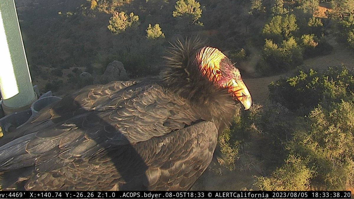 engineco16's tweet photo. Well #CaliforniaCondor #57 has made its way to the #Mebane #Firecam tonight. #Firecamcondors #condor https://t.co/0pYV40RYyN