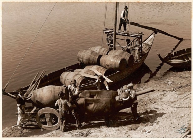 Oxen and Portuguese rabelo boats, Douro 1930s, Fotografias de Álvaro de Azevedo (Casa Alvão), Courtesy Vinhos Douro e Porto @ivdp_ip