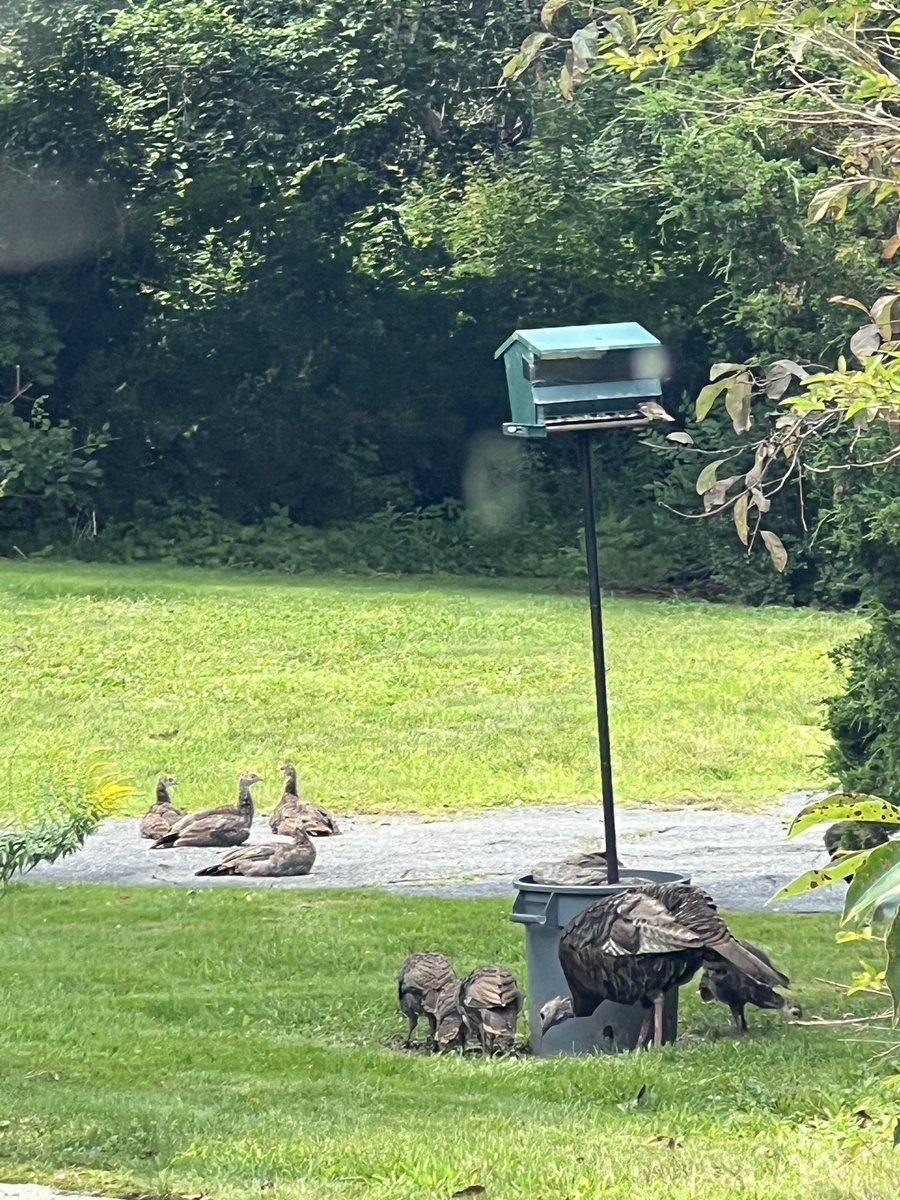 RevAnneCapeAnn's tweet photo. It turns out mama turkey has 10! Yes 10! babies. Sheโs kept all of them alive so far! You canโt see them all here. #VillageLife #BackyardWildlife #TurkeysofTwitter #Summer https://t.co/hpqxfiMZXR