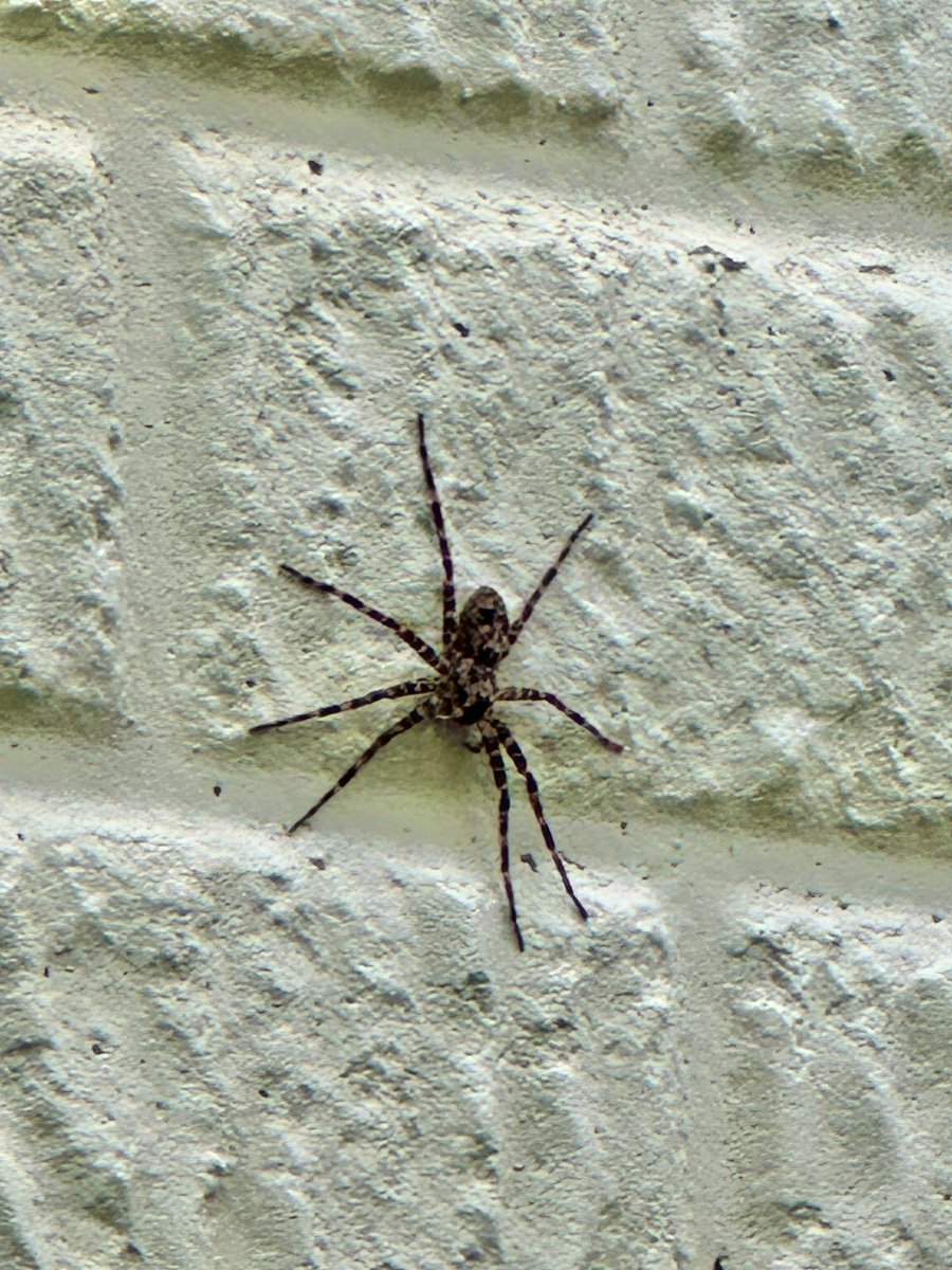 Tara Setmayer 🌻 🇺🇸 tweet media