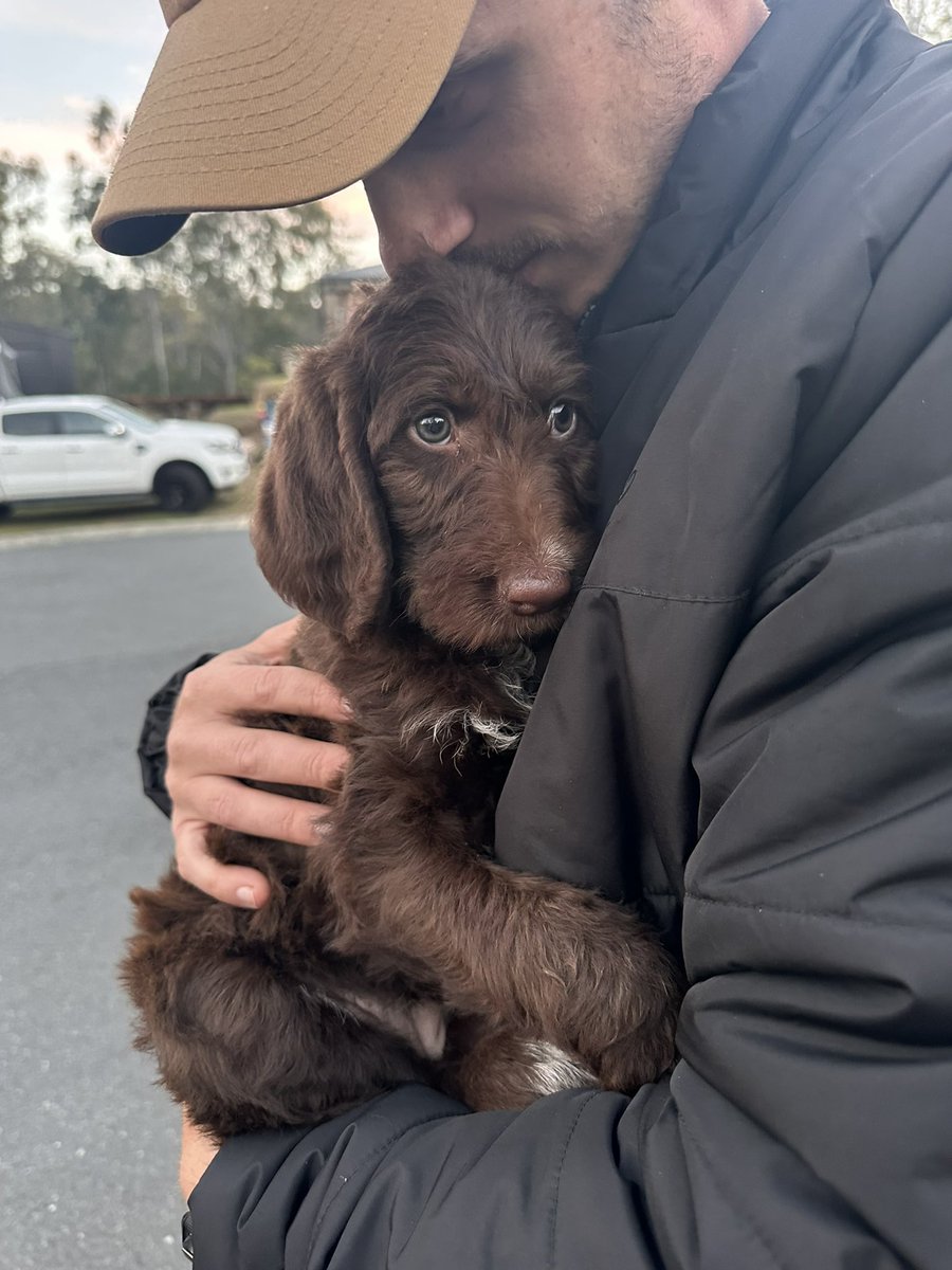 Yesterday we brought home a new addition to the family 🐶!! Luna the 8 week old German wirepoo. She is a German wired haired pointer x standard poodle 😍🥰!! <a href="/MoonrunnersNFT/">Moonrunners</a> there’s a new pack member in town!! Looking forward to using the #moonrunners vitamins once they come