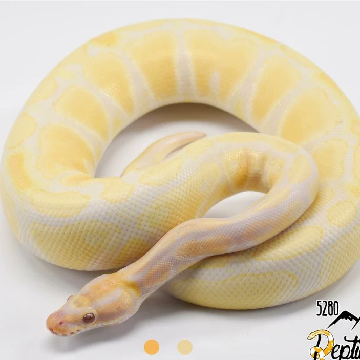 RandStanLady's tweet photo. So, we did a thing. Lol my breeding group is finally full for ladies. Meet Siuan and Abbadon. We fully embraced our nerd selves when naming our sneks. #PetsOfTime #BallPythons https://t.co/jCIV4WJfZy
