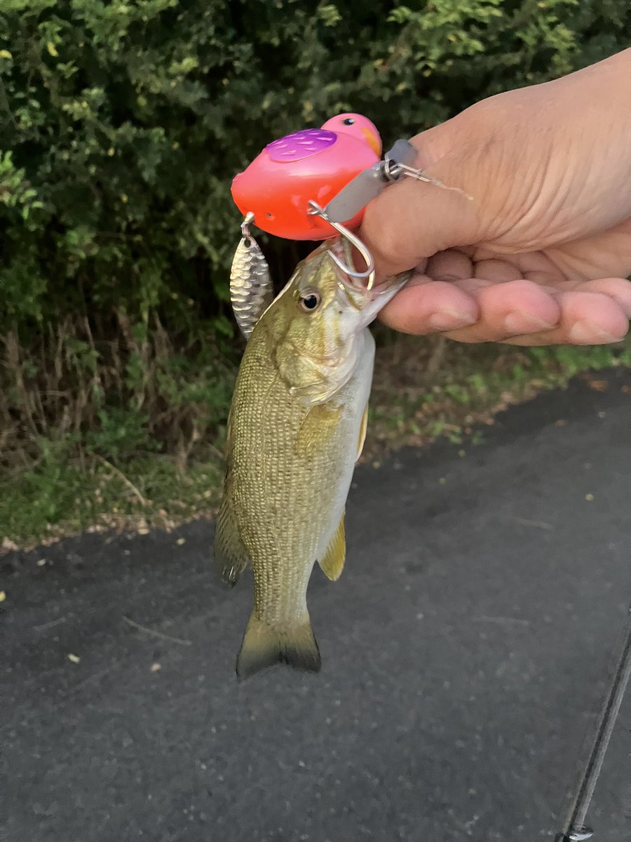 DefStump's tweet photo. プラカイバードでデカいの抜き上げでバラした後、チビが釣れた。
牛ネズミも釣れそうな動きしてた。 https://t.co/Gp87HzIE5C