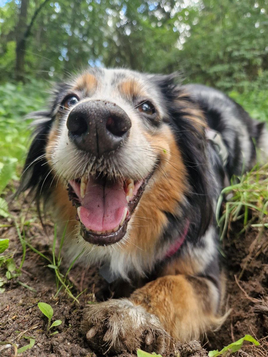 💕

#australianshepherd #dogsarefamily #dogsoftwitter