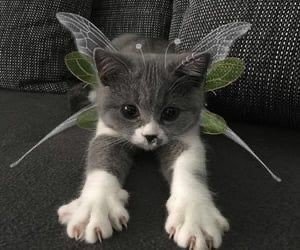 Why you should have a cat tweet media