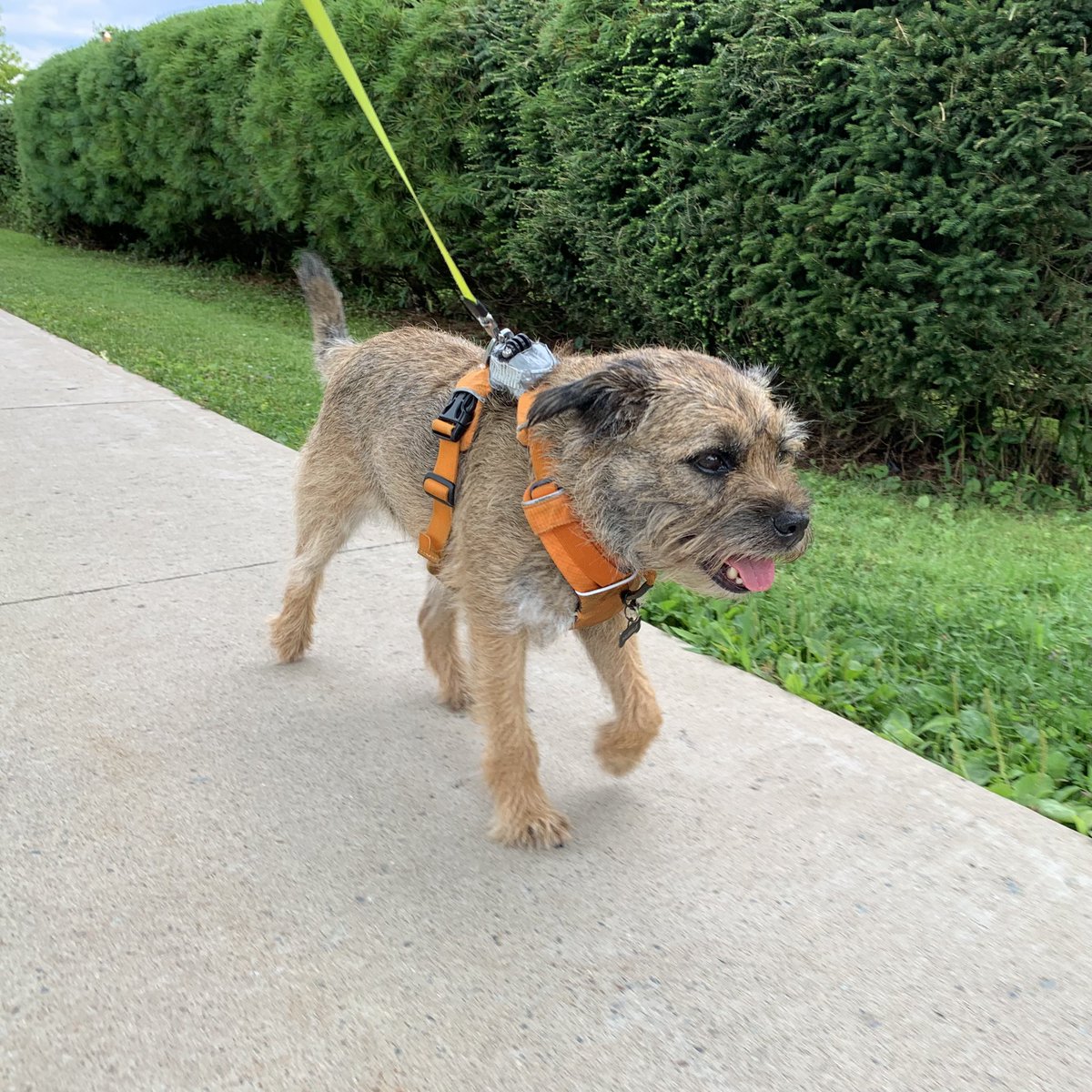 Hubble_BTerrier's tweet photo. Any local pals interested in meeting up tomorrow for the #NatalDay MacDonald Bridge walk between 2:00 and 4:00? 🐾🐾🐾 #DogsOfHalifax https://t.co/AFYgeIi8D4