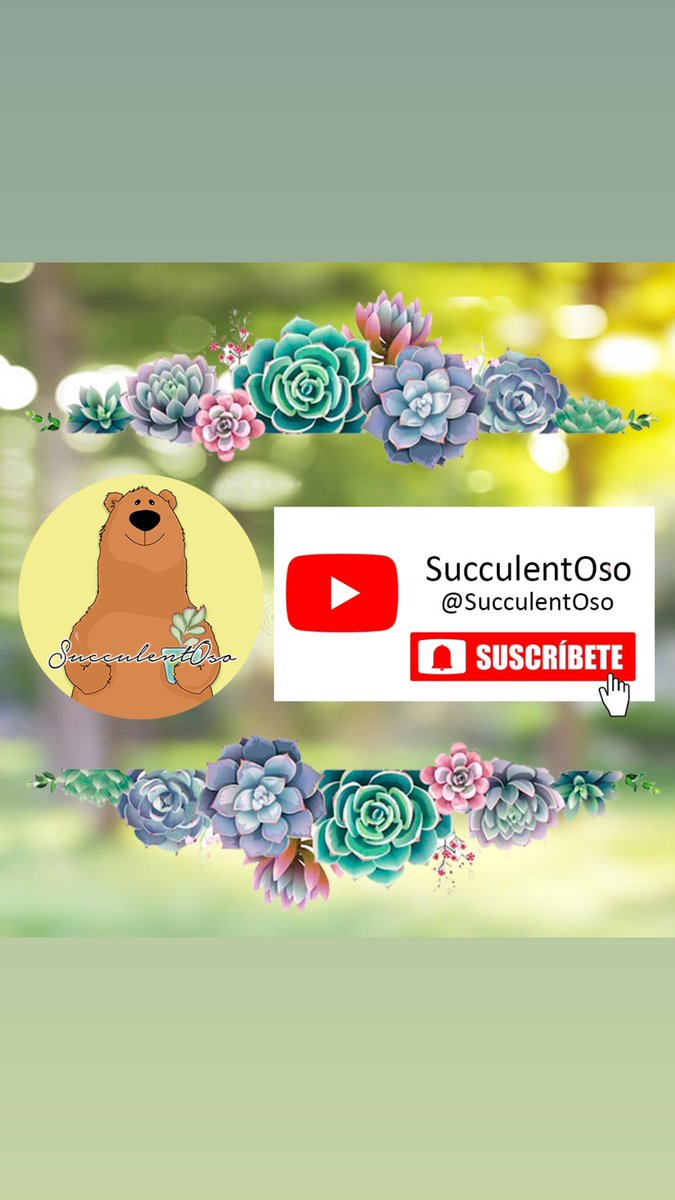 Ya me siguen en nuestro canal de YouTube? 🤗 aquí encontrarán más contenido sobre suculentas 🪴