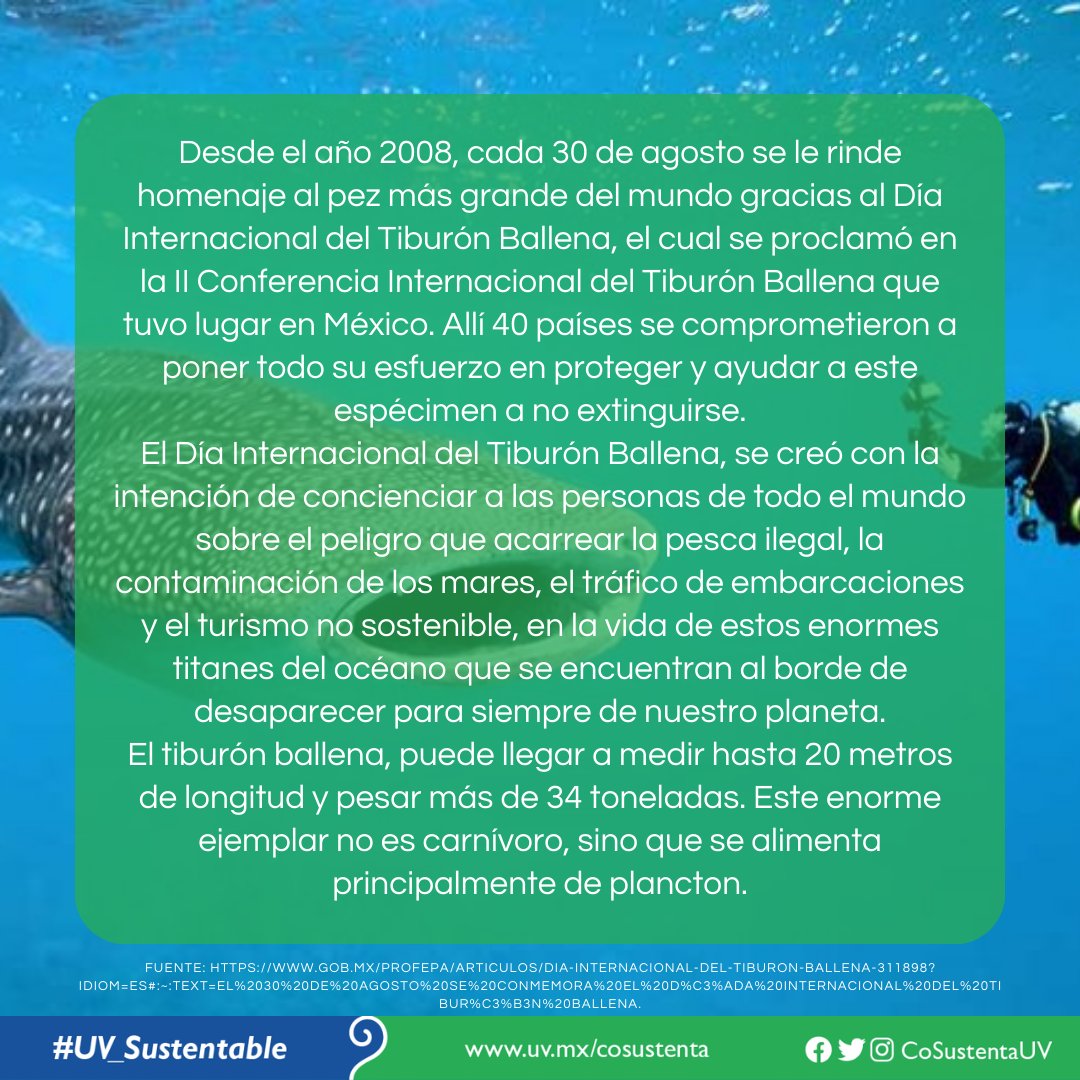 30 de agosto. Día Internacional del Tiburón Ballena 🐋🌊 #UV_Sustentable #Xalapa #Veracruz #BocaDelRío #PozaRica #Tuxpan #Córdoba #Orizaba #Coatzacoalcos #Minatitlán #PorUnaTransformaciónIntegral #Sustentabilidad #CoSustentaUV #UniversidadVeracruzana #EfeméridesSustentables