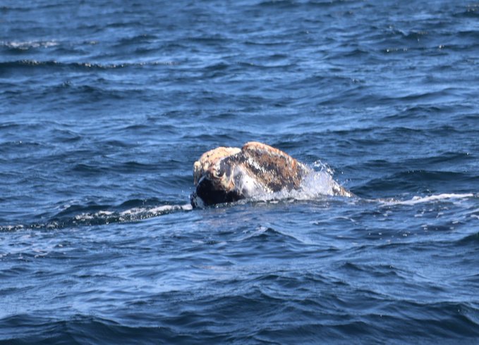 Forgot to add the photos! (the right image is the tail 'stump', where the flukes should be. Such an amazing loss to survive - might have been a ship strike, or fluke strangulation by a tight gear entanglement.