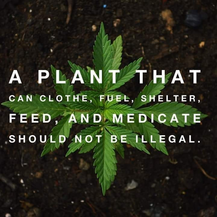 cannabishub's tweet photo. Do you feel the same way? https://t.co/EjDaw3aYn1