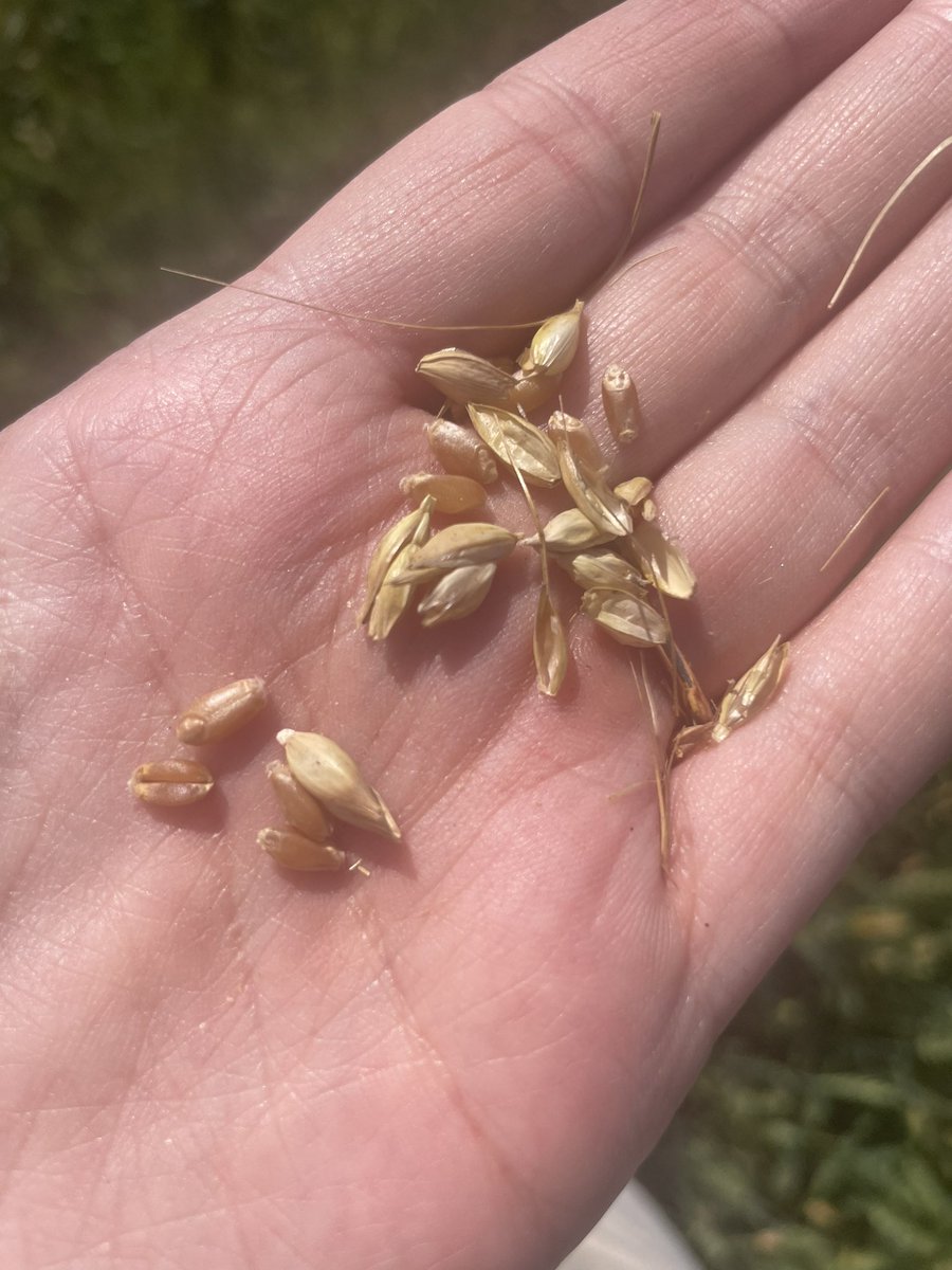 Courtney Visser tweet media