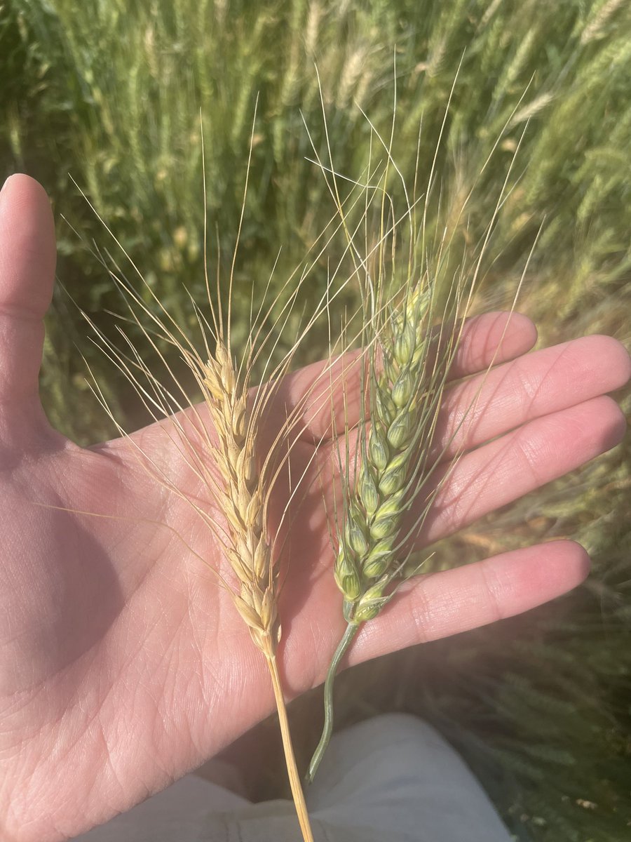 Courtney Visser tweet media