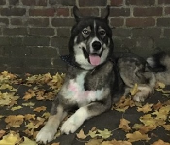 #MissingDog #WhiteCity #ShepherdsBush #W12
Lost: Brown And Black Husky Cross Male In South East (W12) doglost.co.uk/dog-blog.php?d…