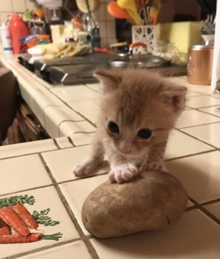 DontShowYourCat's tweet photo. small fry https://t.co/UFUHlD5AUG
