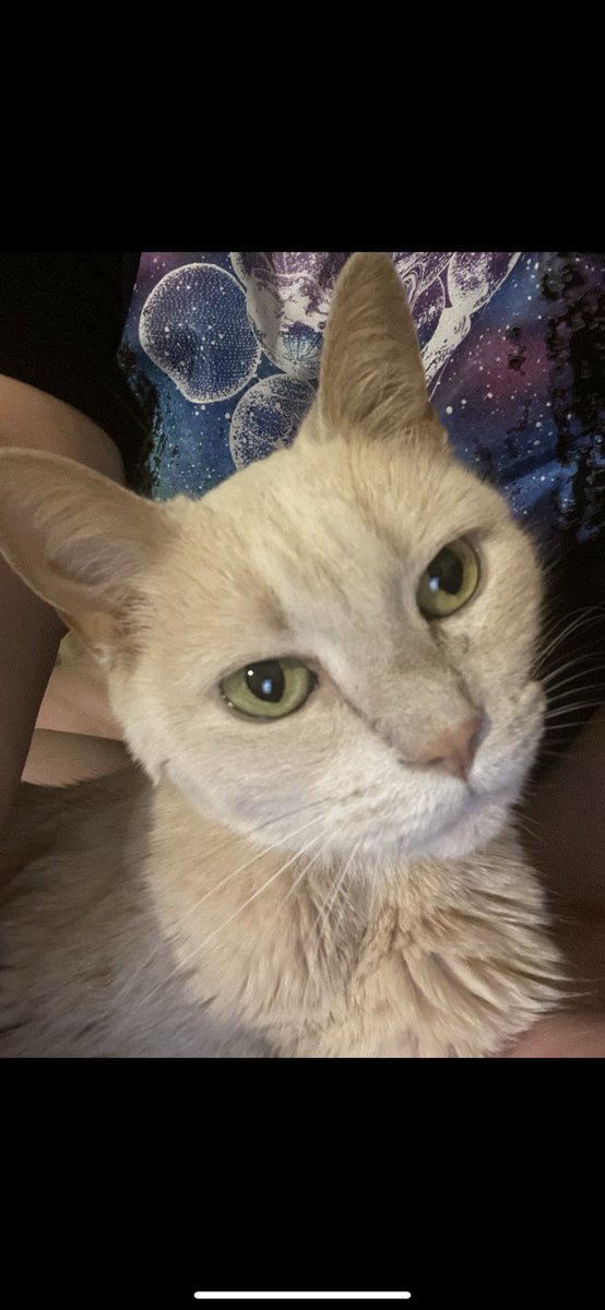 thesparklydream's tweet image. This #Caturday goes to out to my Ricky Bobby!💛I sure miss him oh so much. Hims always gonna be Mamas big boy! 😽

#imisshim #bigboy #kittycat