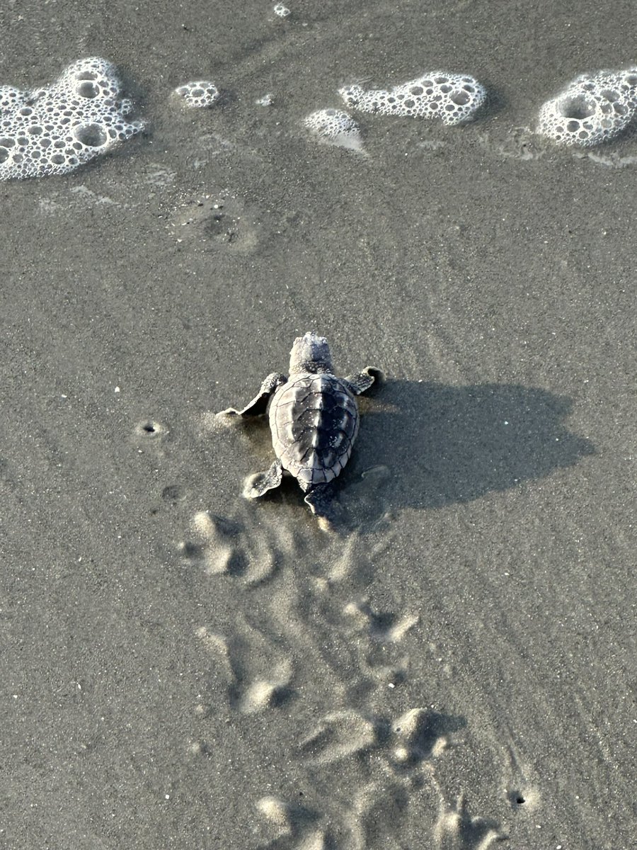 Today was a good day! 🐢 @SeaTurtlePatrol  @hiltonheadsc