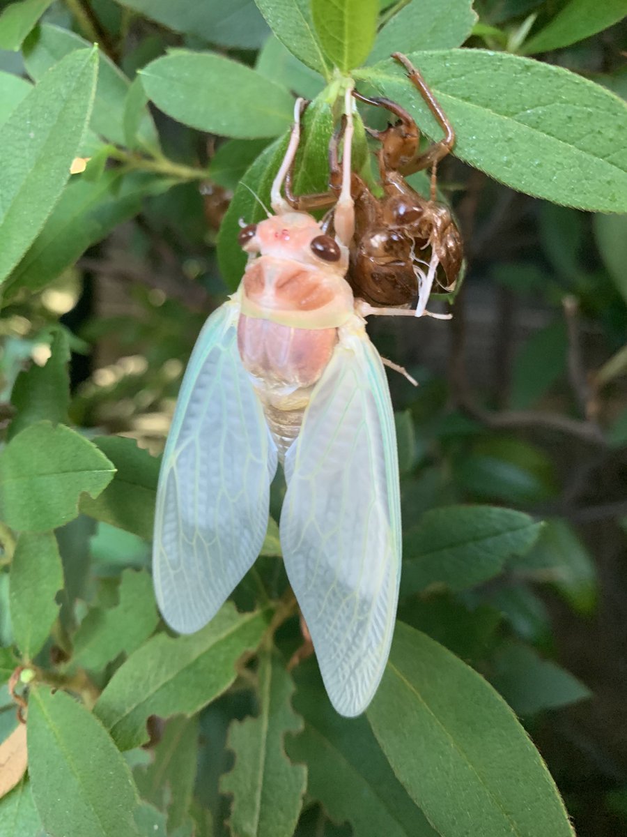 生まれたのセミ、めっちゃ綺麗！