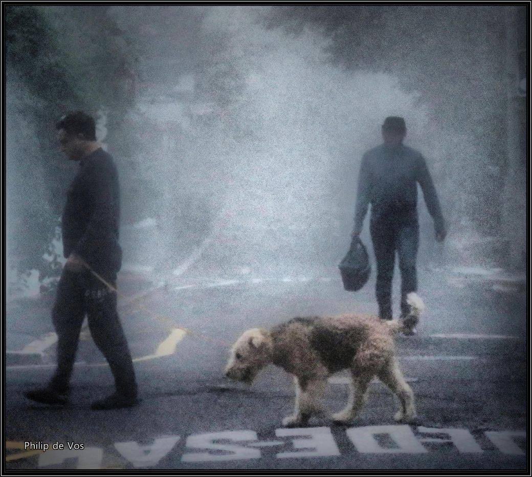 PhilipdeVos5's tweet photo. I took this photo a few years ago on a misty morning in Cape Town. https://t.co/cXuwkzRS8s
