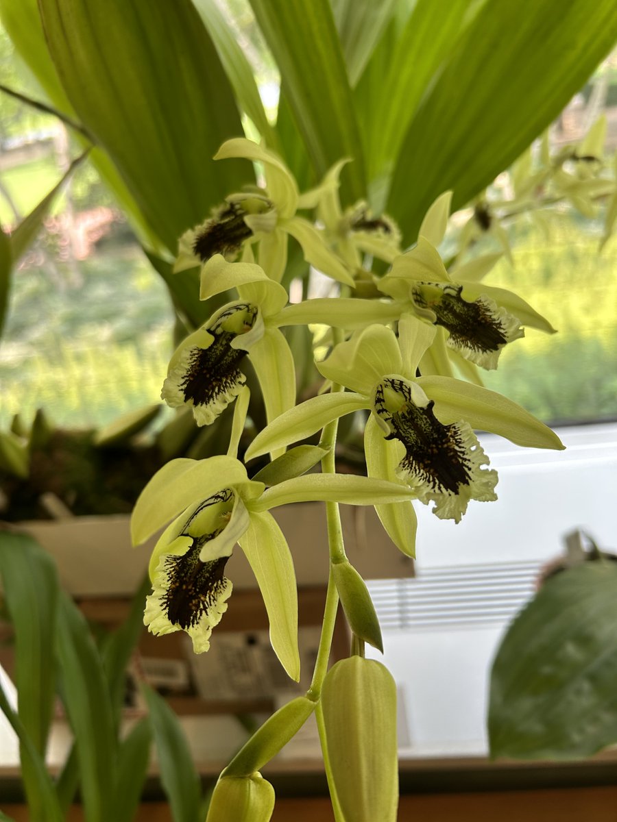 OrchidsLive's tweet photo. Coelogyne pandurata
Won People's Choice Award at last month's meeting. https://t.co/FIPZscohFv