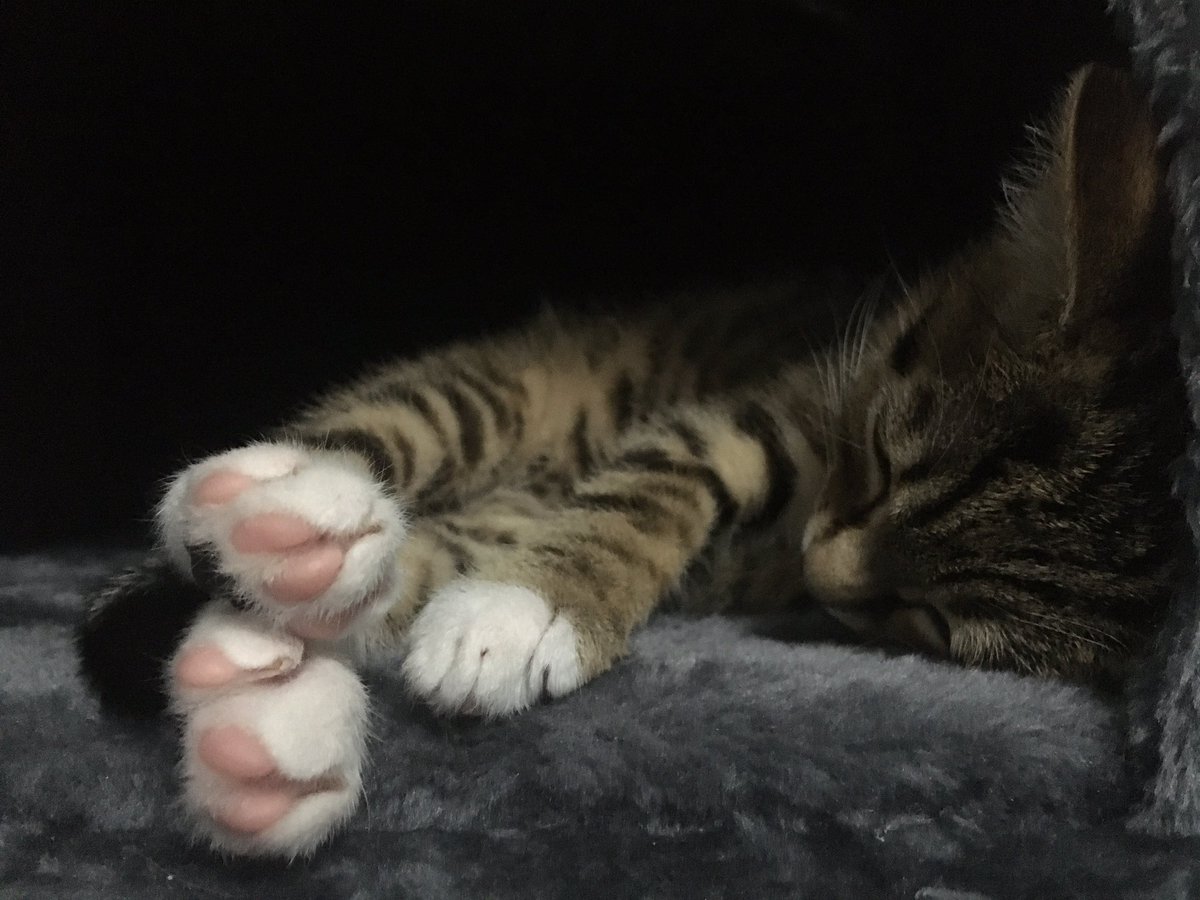 ItsCometBee's tweet photo. Here’s a pic of our lovable little loofa https://t.co/3fB6nDYQcb