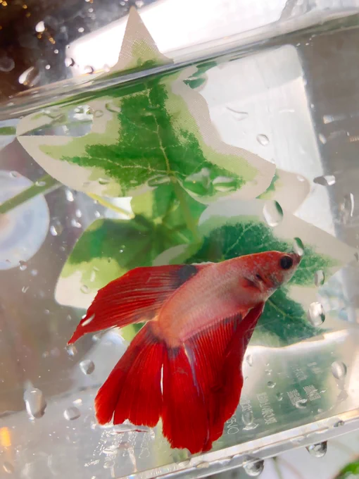 とりあえずベタっこの水換え