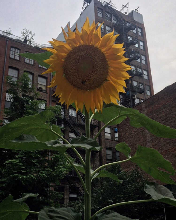An unusual sight in the middle of NYC (West 20 Street). I thought immediately of my mom. 💛🌻
