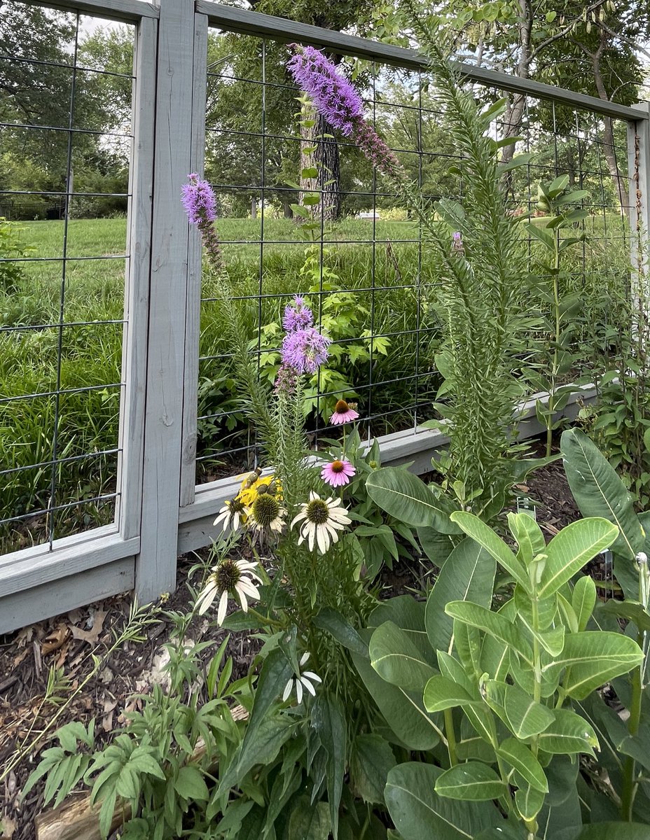 marschall_joe's tweet image. What is your fav flower for backyard pollinator gardens, and why is it liatris?