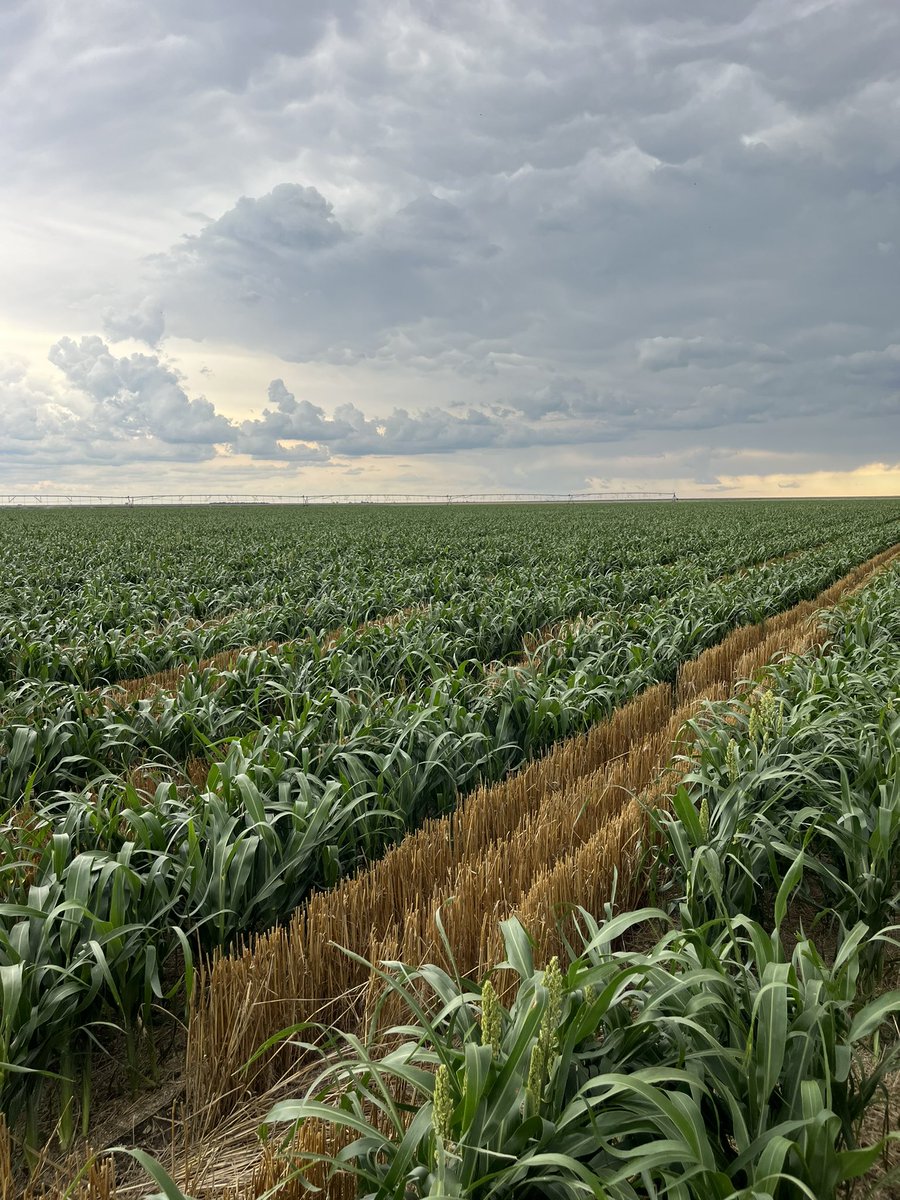 Milo update. The milo took a splash of hail during wheat harvest. It has not experienced the explosive growth I was anticipating, but we’re right at the boot/heading stage. I’m no milo expert, but I think the growth will come. Let’s see where this goes.