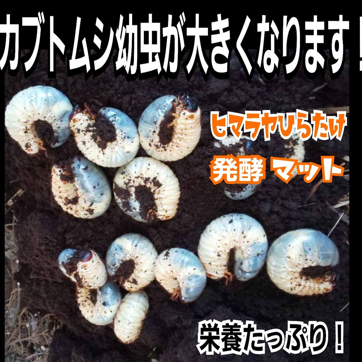 たっぷり180リットル(18袋)極上！プレミアム3次発酵カブトムシマット